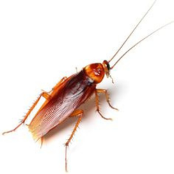 Cockroach Control Service in Lucknow
