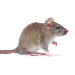 Pest Control Services in Lucknow